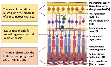 Oct Retinal Layers Labeled - layers of retina oct