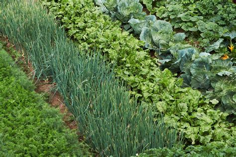 Vegetables Agriculture 的图像结果