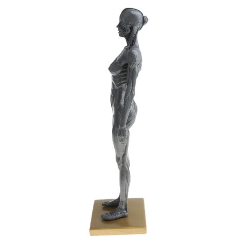 ⚡️Buy Maxbell Female Anatomy Figure Superficial Muscle Anatomy Model ...