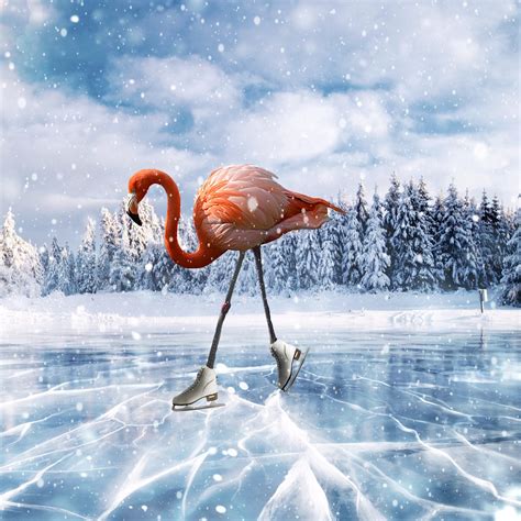 Skating 的图像结果