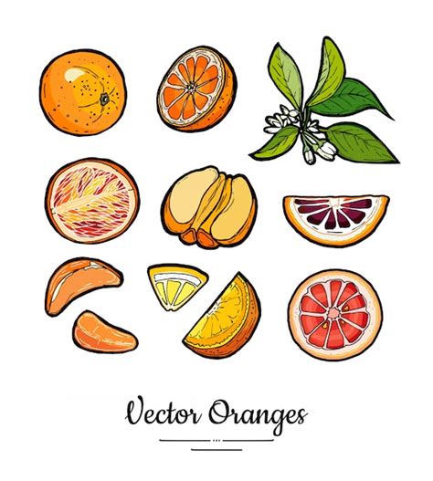 Orangen setzen Vektor isoliert. Ganze, gehackte Orange, Scheiben ...