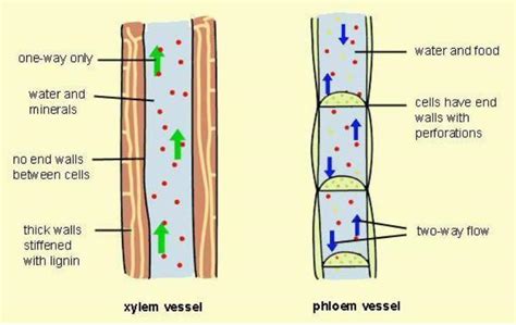 name the conducting tissue in plants is made of: a) - Brainly.in
