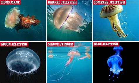 10 Most Deadly Jellyfish New Jellyfish Discovered Near Japan May