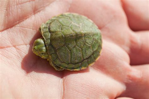Image result for Turtle Shell Backpack for Custom Use