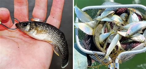 Image result for Catching Bait Fish