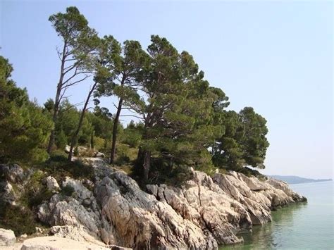 Kraljev gaj (Plaža) - Tučepi