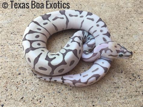 Image result for Atomic Ball Python