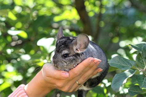 How Long Do Chinchillas Live As Pets — Exploratory Glory Media Travel ...