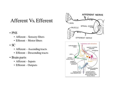 Afferent And Efferent Fibers
