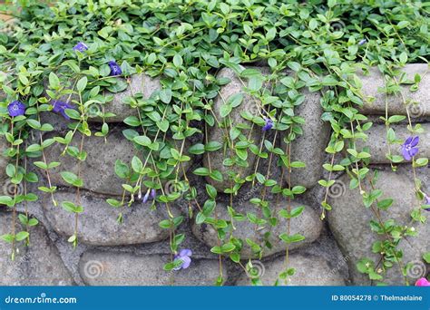 Green Vines Climbing Wall
