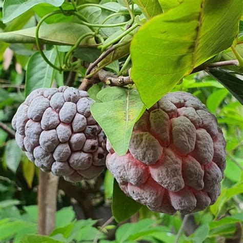 Red Custard Apple / Seethapazham (Grafted) (Annona reticulata) Fruit L ...