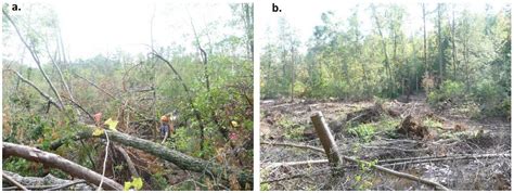Woody Species Composition, Diversity, and Recovery Six Years after Wind ...