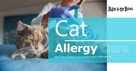 What Is Best For Cat Allergy Relief at James Jain blog