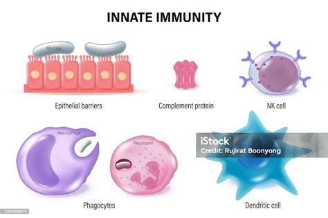 Image result for Complement Innate Immunity