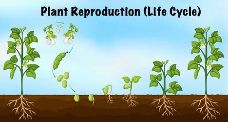 Image result for Plant Reproduction Simple