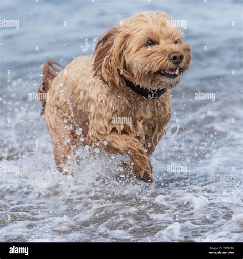Image result for Cockapoo Running