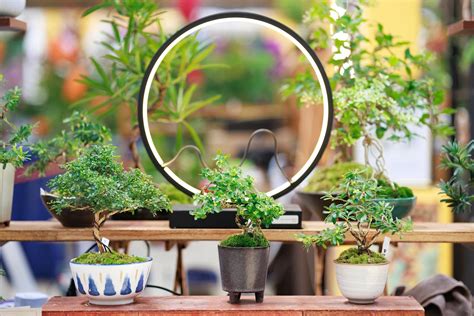 Bonsai Trees, Tools & Accessories for Gardening