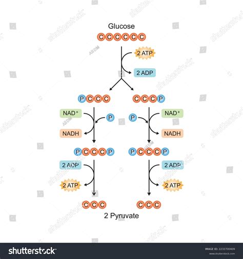 106 Anaerobic Glycolysis Images, Stock Photos & Vectors | Shutterstock
