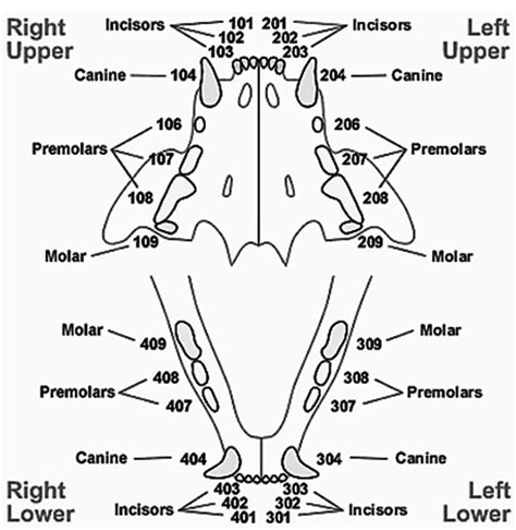 The Choice of Diet Affects the Oral Health of the Domestic Cat