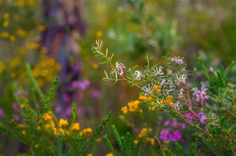 5 Reasons to Grow Native Plants Endemic to Where You Live - The Green Hub
