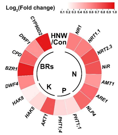 Plants | Special Issue : Production and Role of Molecular Hydrogen in ...