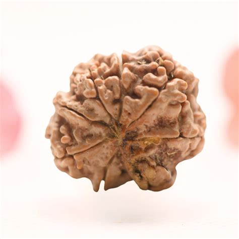8 Mukhi Nepali Rudraksha - Regular – Adiyogi Rudraksh & Adiyogi Gemstones