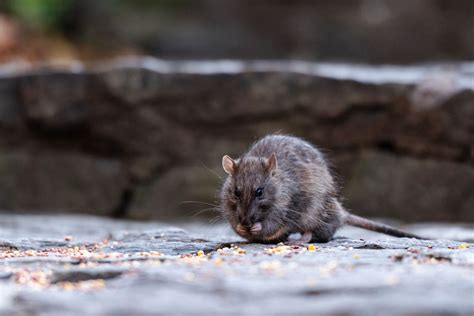What Do Rats Eat? Understanding a Rat’s Diet | EcoGuard
