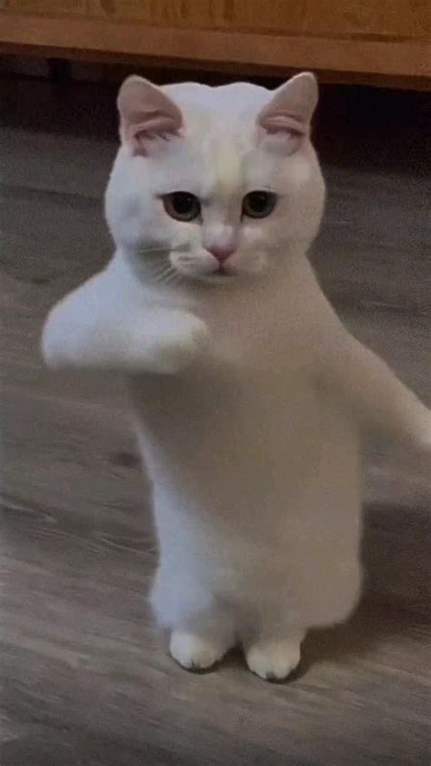 Best 11 Beat the Koto Nai Cat Meme | Dancing Cat Meme – Artofit