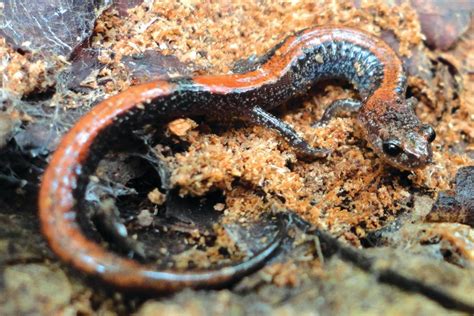 Image result for Northern Migration of Python's