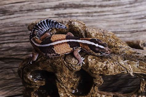 African Fat-Tailed Gecko Colors: Rarest to Most Common