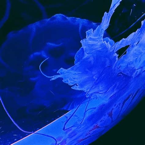 AUSPEX – 我是金色的黄铜想要模仿月亮