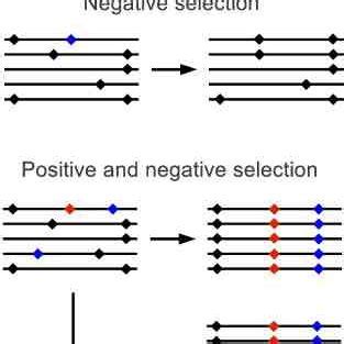 Image result for Negative Selection