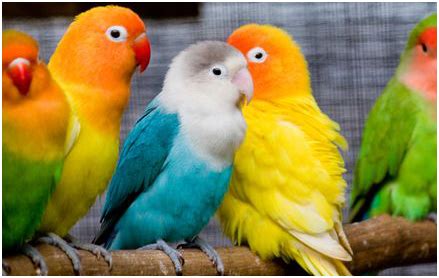 Products | We are into Exotic Birds | Pets | Reptiles | Wild Animals ...