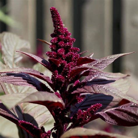 Amaranth 'Hopi Red Dye' - (Amaranthus caudatus) - 0.5 g | Amaranthus ...
