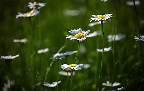 Wallpaper greens, flowers, nature, glade, chamomile, flowering, flower ...