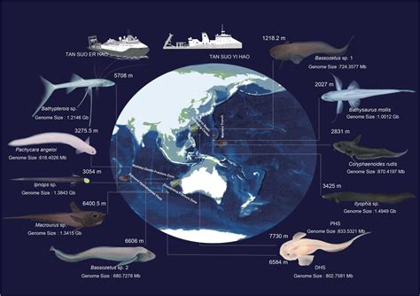 Deep-sea fish study reveals evolutionary marvels in Earth's hadal zone