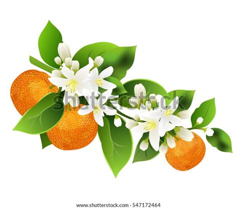 Image result for Algorithm Examples in C Language