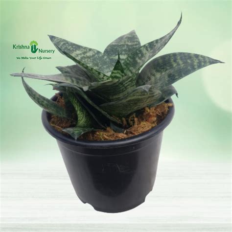Dwarf Snake Plant