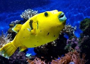 FISH POSTER, Sea poster, ANIMALS Poster for Wall, Nature Posters | A3 ...