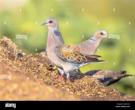 Two turtle dove hi-res stock photography and images - Alamy