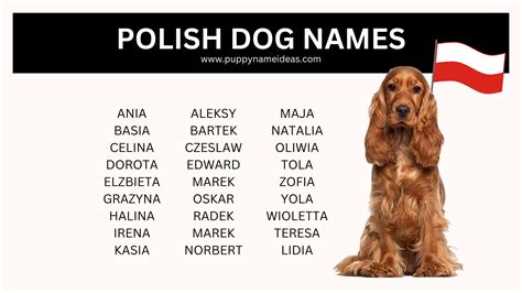 175+ Gaelic Dog Names (With Meanings) - Puppy Name Ideas