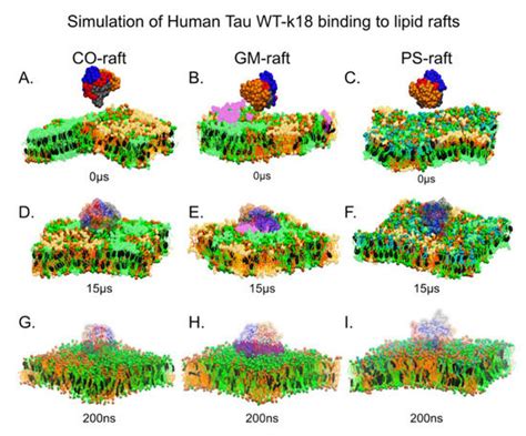 Exploring Membrane Binding Targets of Disordered Human Tau Aggregates ...