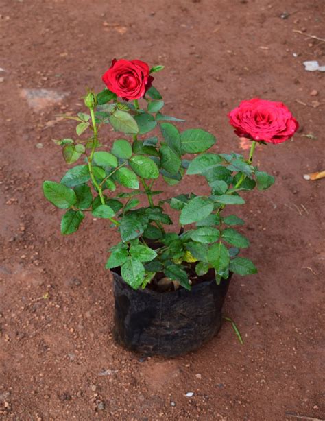 Flowering Plants – Green Evolve