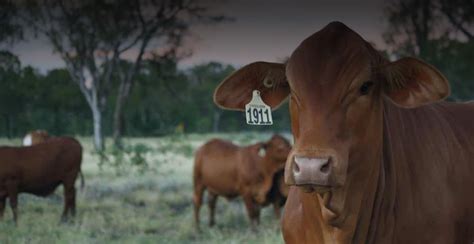 Livestock identification - Allflex Livestock Intelligence India