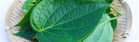 PlantaZee Chui Jhal Choi Jhal Piper Chaba Live Plant (1 Piece) from ...