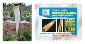 Pheromone Trap with Scriphophoga incertulas (Rice Yellow stem Borer ...