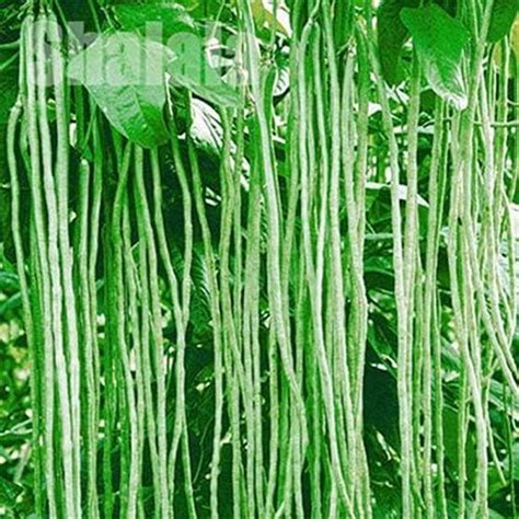 Bhajanlal Greenery Vegetable Seeds Rare Hybrid Yard Long Bean Anaswara ...