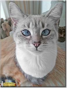 ragdoll mix lila siamese ragdoll mix april 10 2016 ragdoll mix lila siamese ragdoll mix april 10 2016