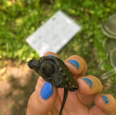 Image result for Dragon Snapping Turtle