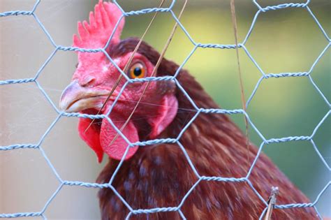 Chicken Wire vs. Hardware Cloth for Chicken Coop Security - Daily Chickens